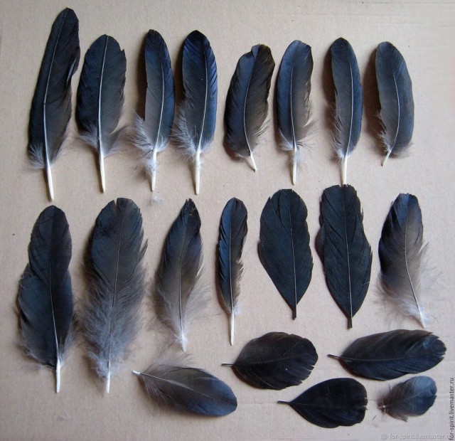 Продам совиные пёрья