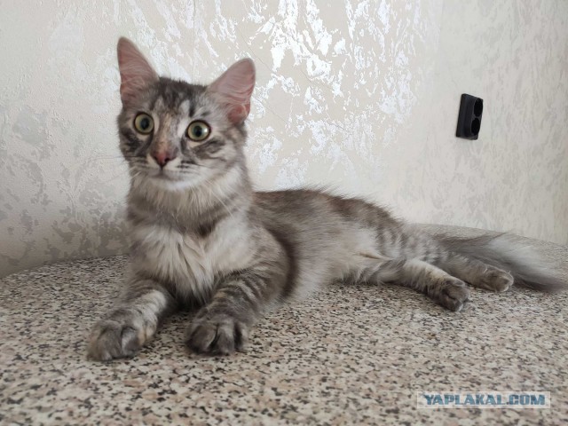 Дымчатый котовторник (7 фот) СПб