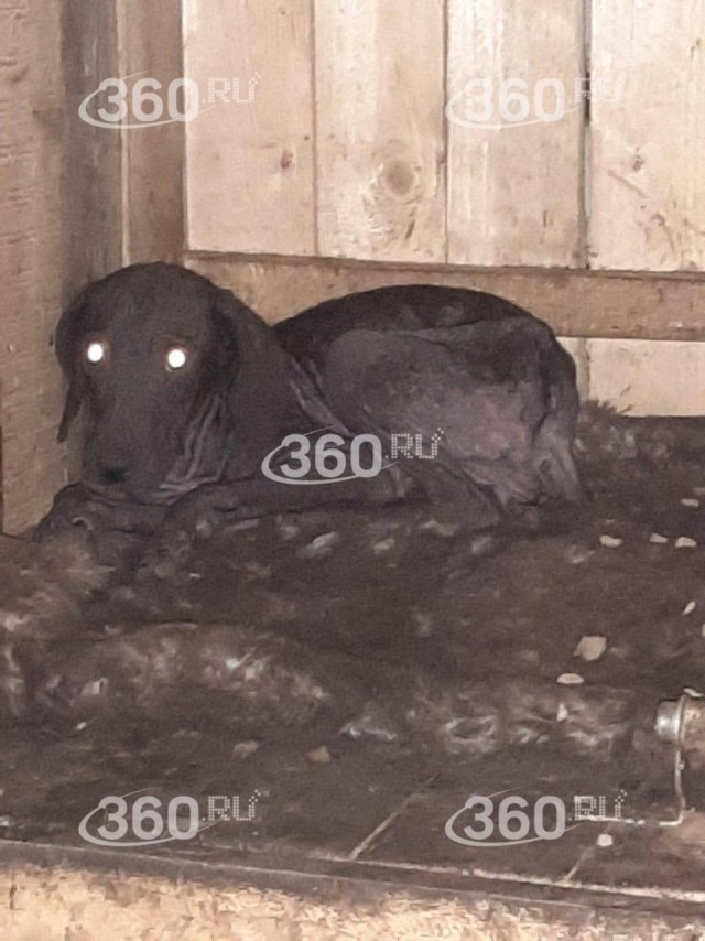 Собачий концлагерь: жизнь людей под бесконечный вой