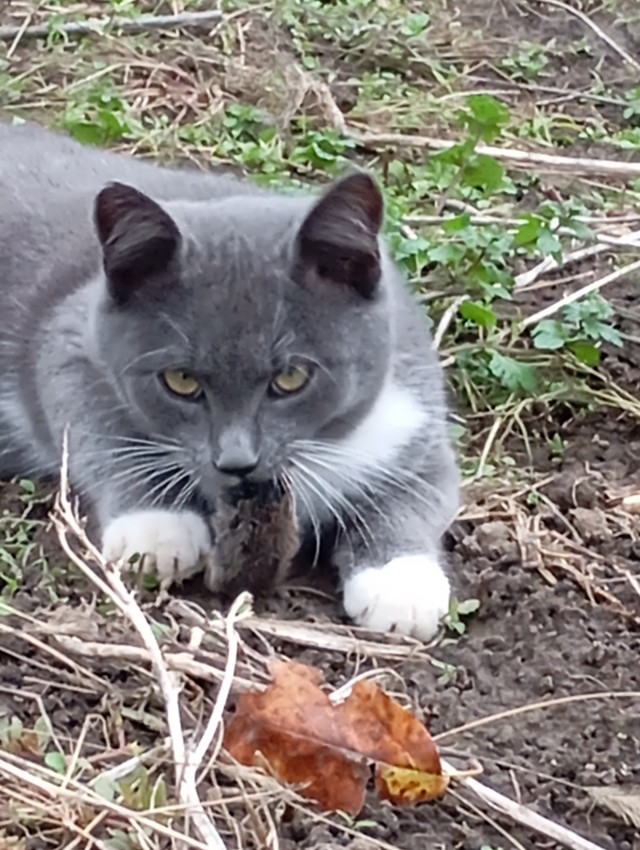 Котовторник 21.10.2025