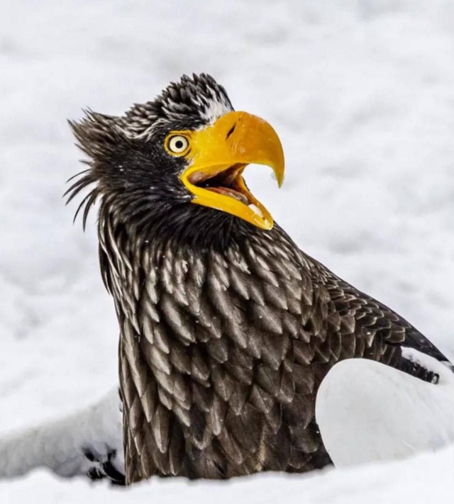 Финалисты фотоконкурса Nikon Comedy Wildlife Awards 2025