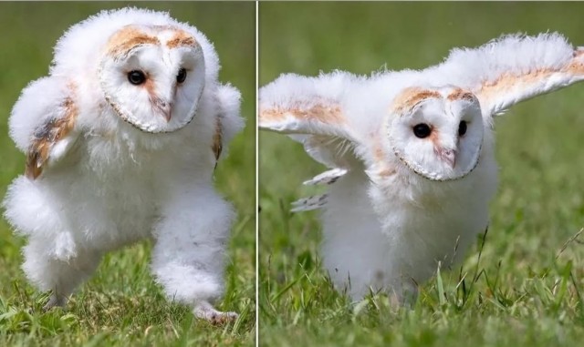 Молодые совы полагаются на свои ноги еще до того, как научатся летать