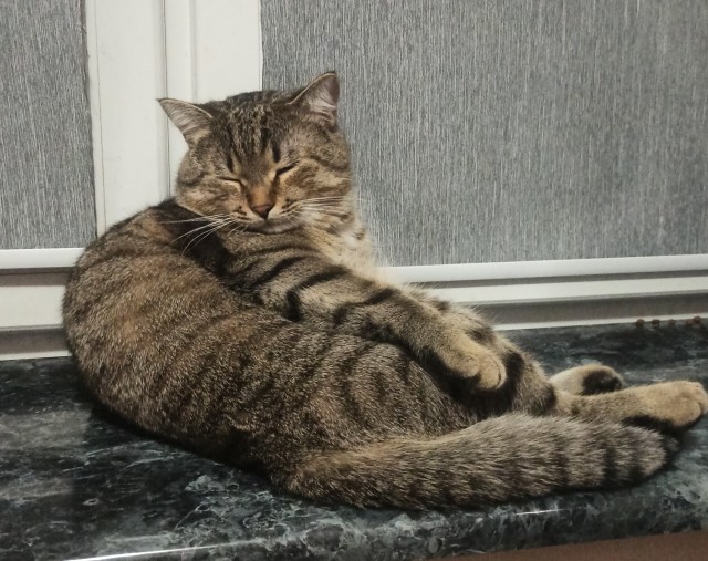 Дурацких фото котов тред