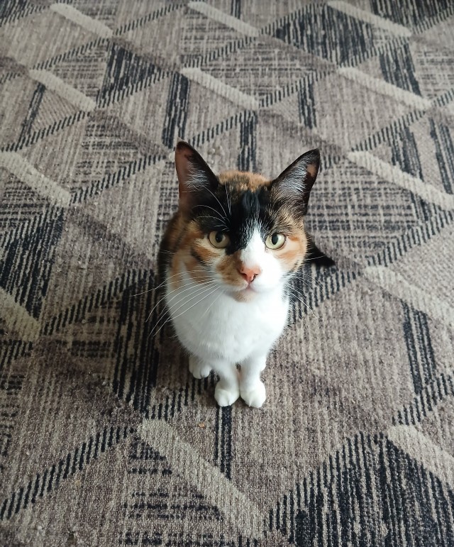 Будни кота