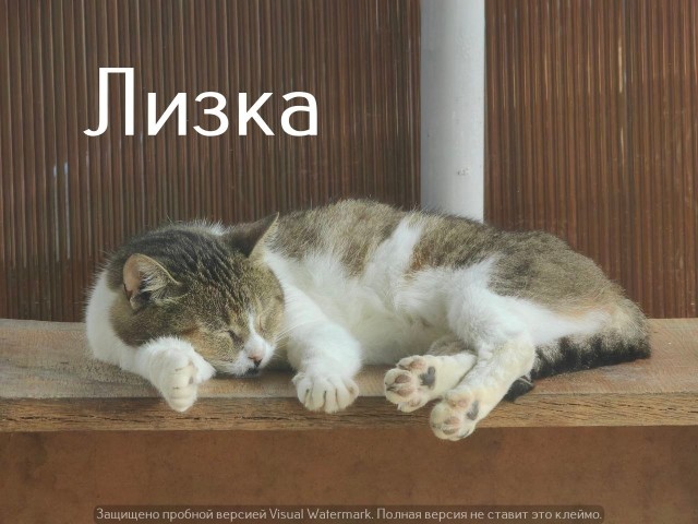 Жизнь домашнего приюта "Котоленд" 556