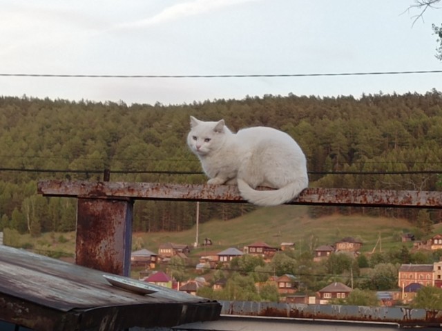Котовторник. Начало