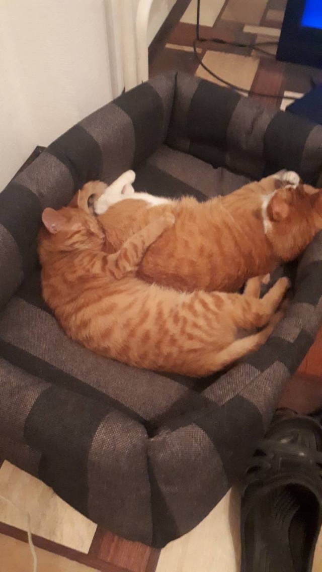 Котовторник. Начало