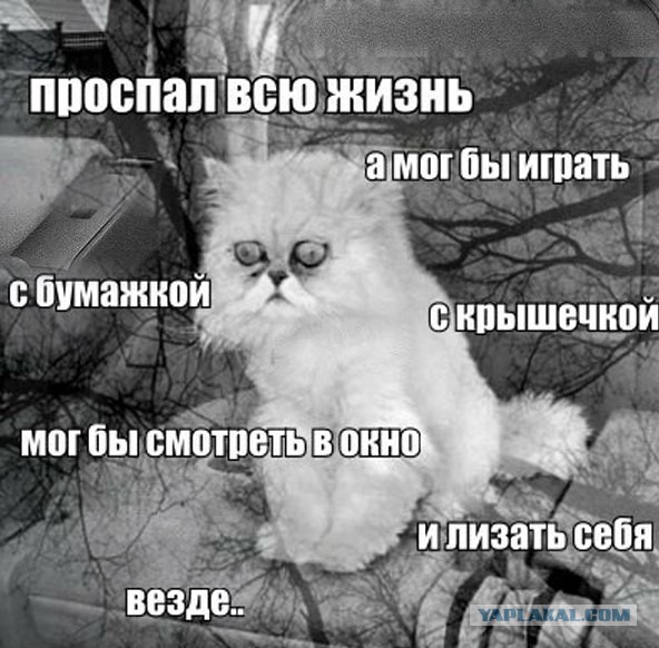 Кошачья безысходность