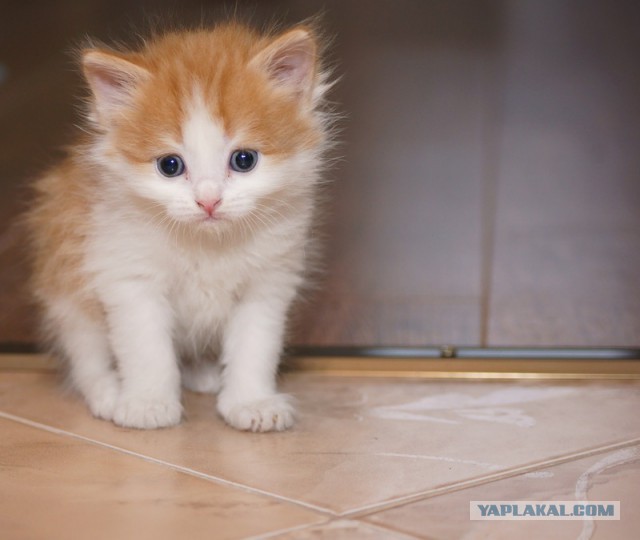Котовторник 26.11.2013