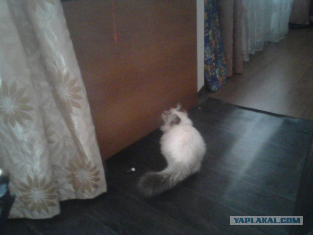 Котовторник  10.12.2013