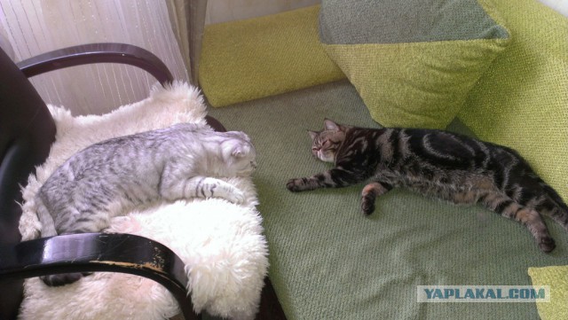 Котовторник 04.03.2014
