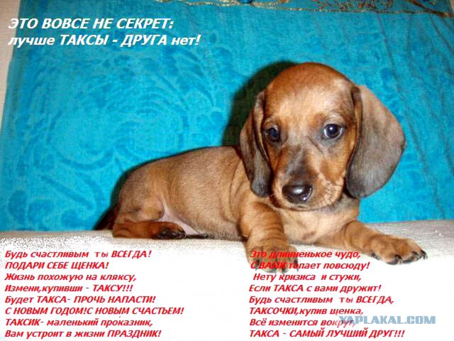 Откуда произошли таксы