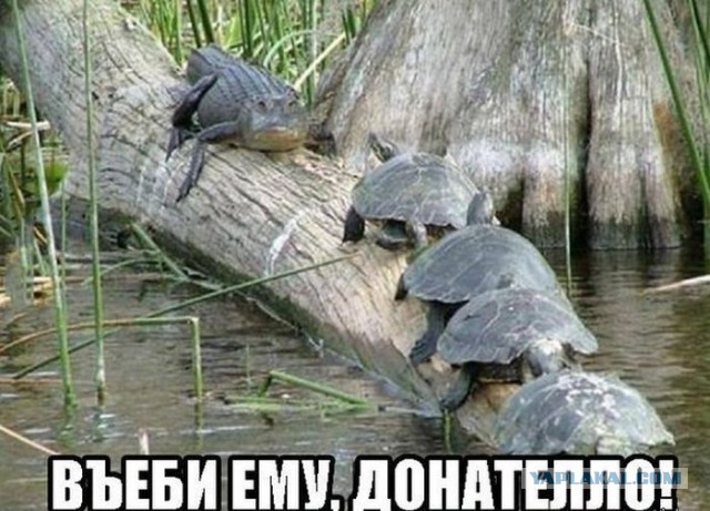 Смешные комментарии из социальных сетей (часть 5)