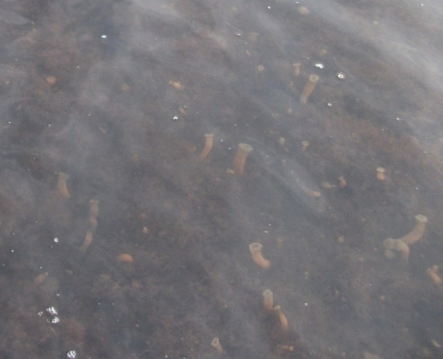 Арабатская стрелка