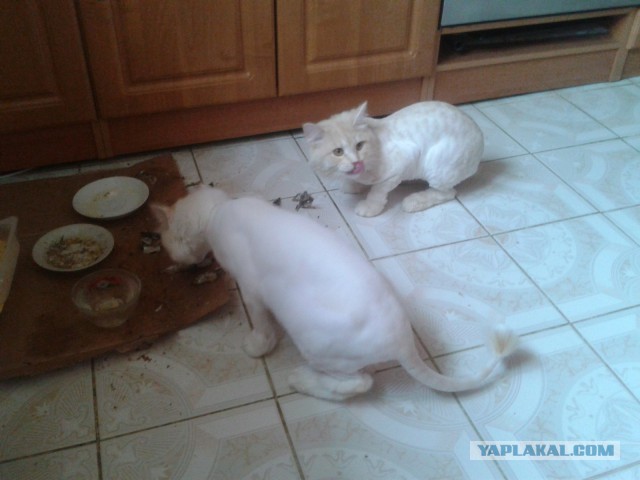 Котовторник 29.04.14.