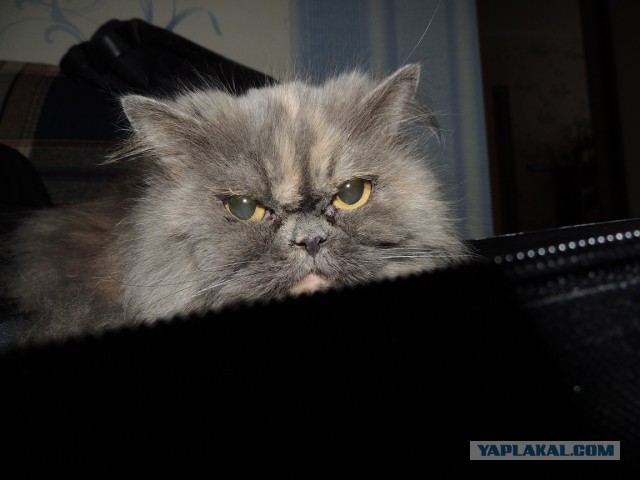 Котовторник 05.08.2014