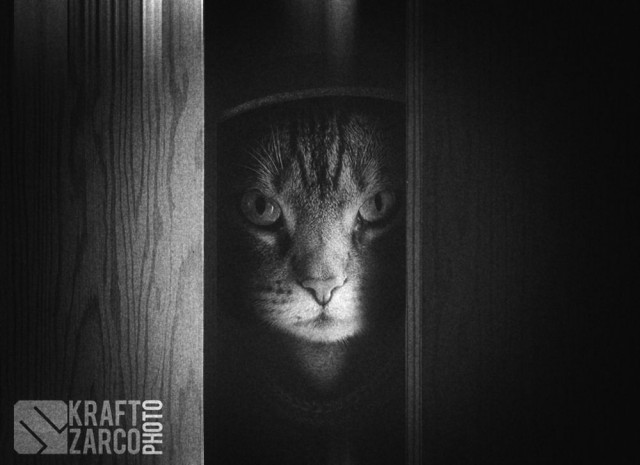 Lookавые коты. Часть 1.