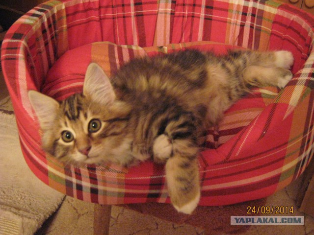 Котовторник 30.09.2014