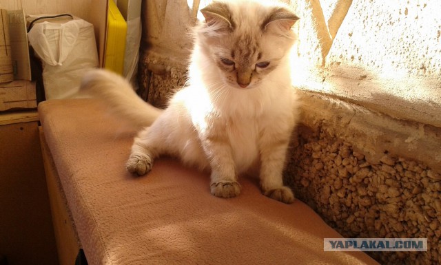 Котовторник 21.10.2014
