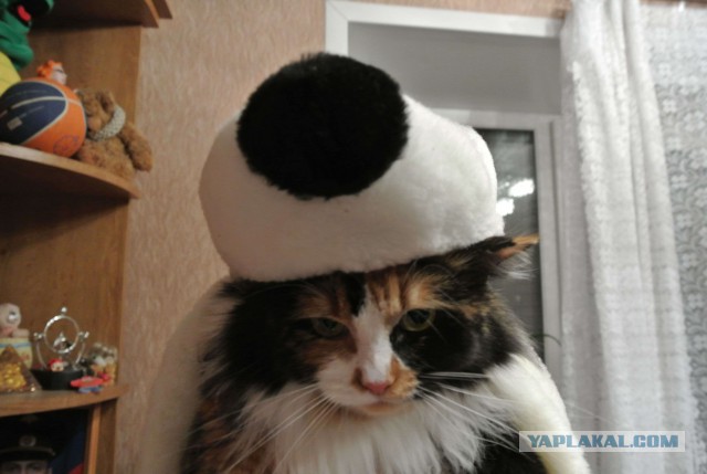 Котовторник 11.11.2014