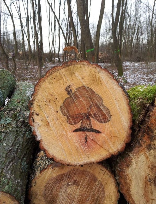 "Друг увидел спил дерева"