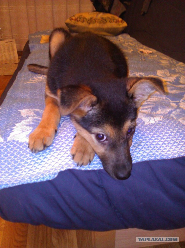 Наши животные "до" и "после"