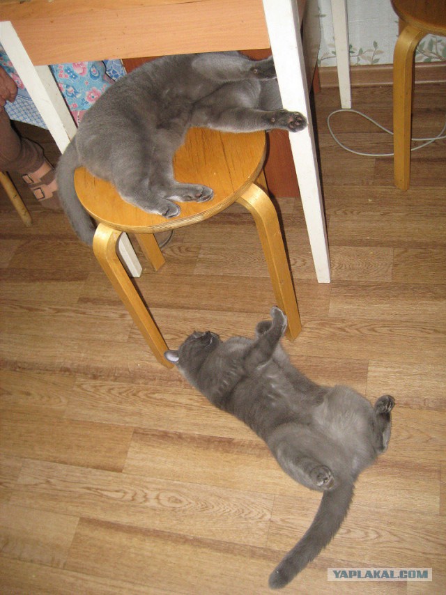 Котовторник   02.06.2015
