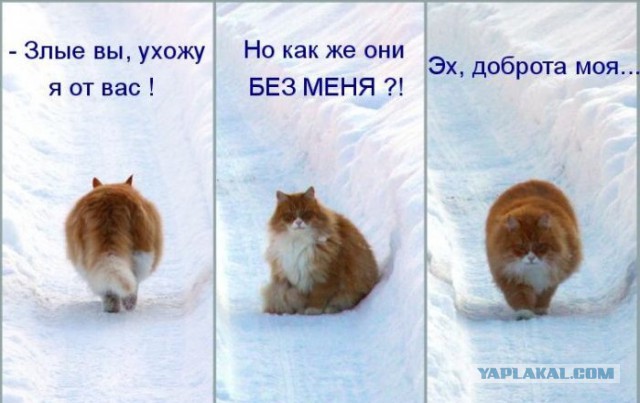 Котовторник 14.07.2015