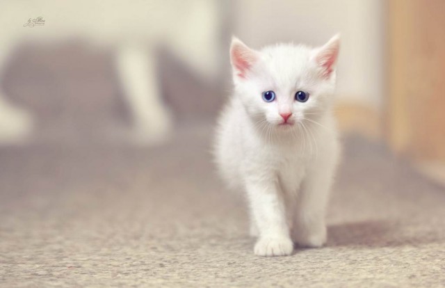 Котовторник наступил!:)