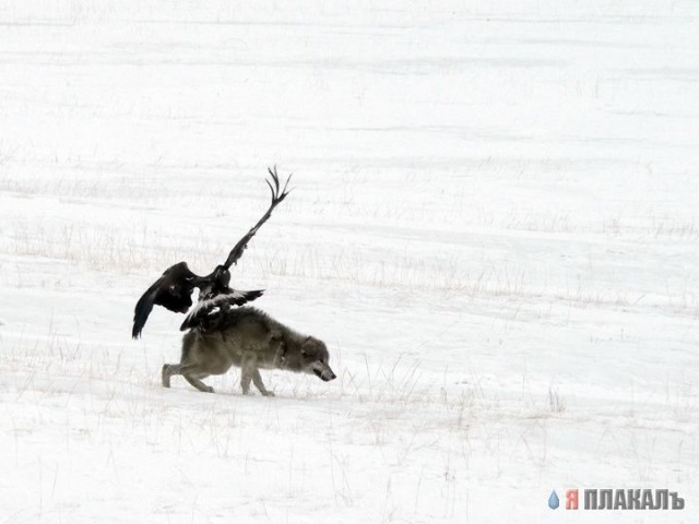 Прикольное зверье от блэка