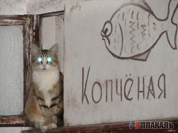 жрать хочитца,а они дразнются