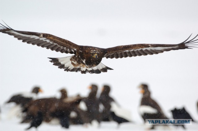 Медведи Камчатки
