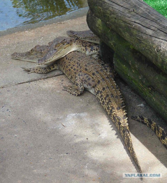 А тем временем в Австралии