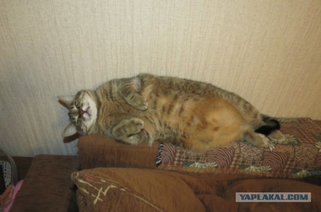 Что вытворяет кот, от которого отказались пять хозяев
