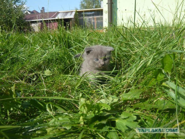 А у нас сегодня кошка родила вчера котят