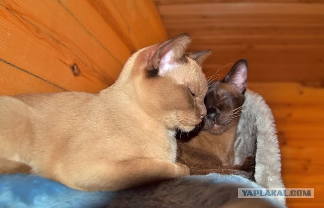 Котовторник 04.10.16