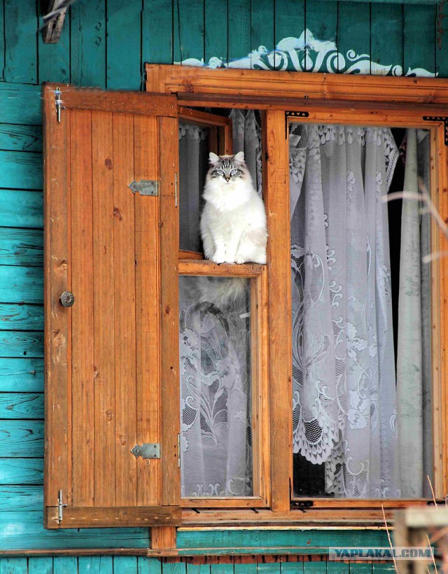 Котейки пост
