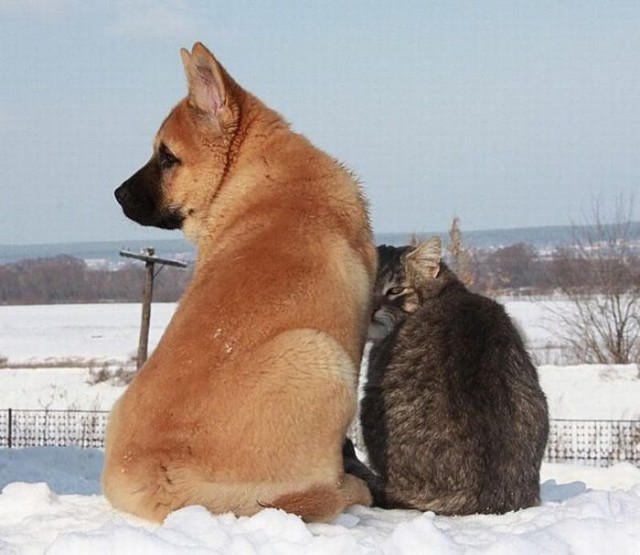 Коты и Кошки