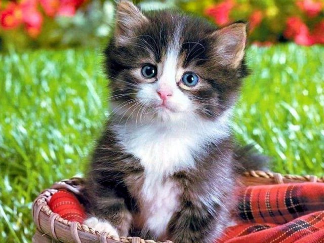 Коты и Кошки