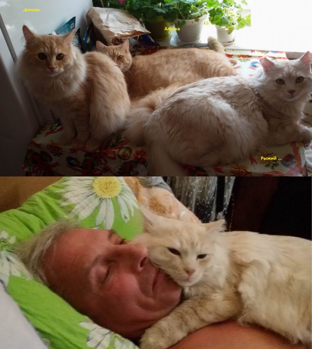 На бордюре тихо сидел котёнок и даже не мяукал.