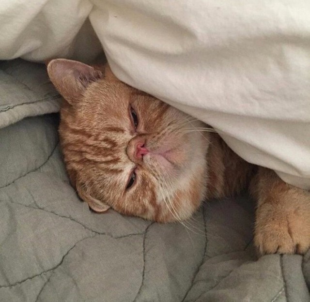 24 кота, которые подняли дерзость на новый уровень