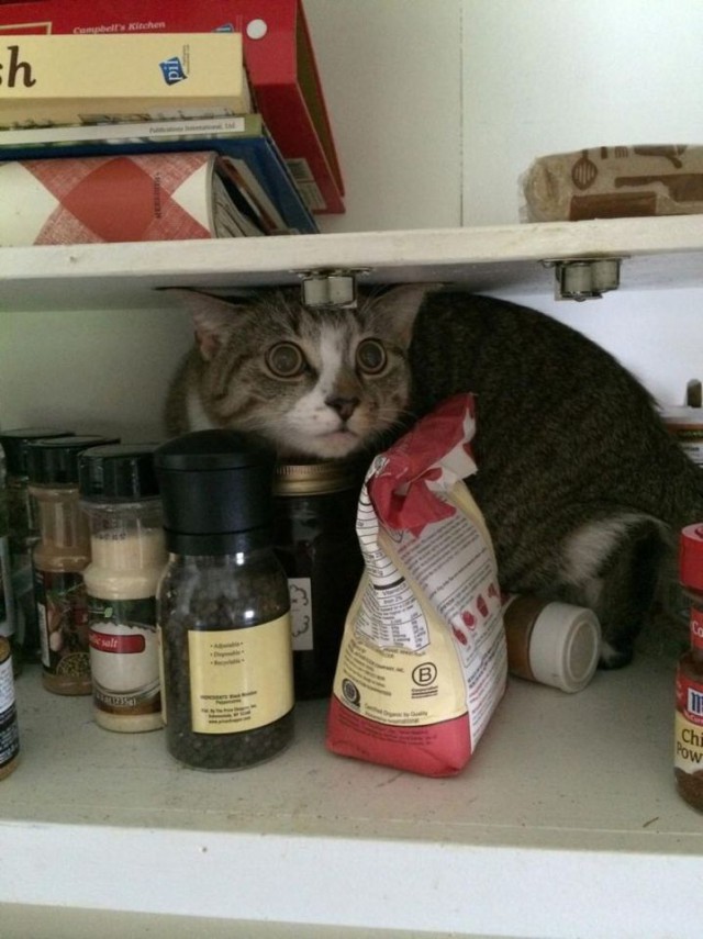 Коты. Отнюдь не ми-ми-ми.