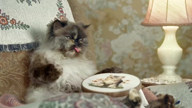 Коты и Кошки