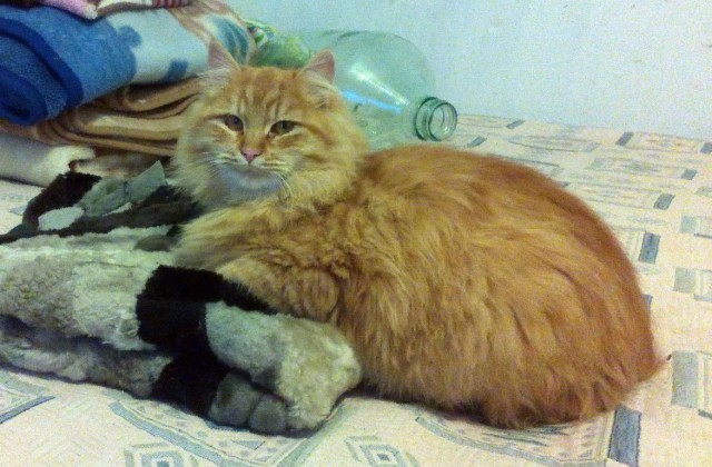 Котовторник  19.12.2017
