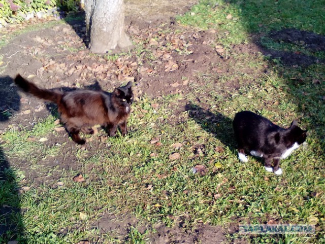 Котовторник  23.01.2018