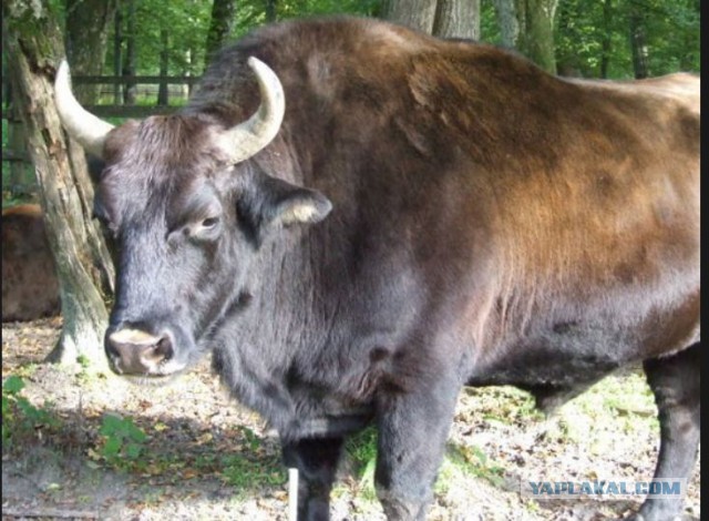 В Польше корова убежала от хозяина к зубрам.