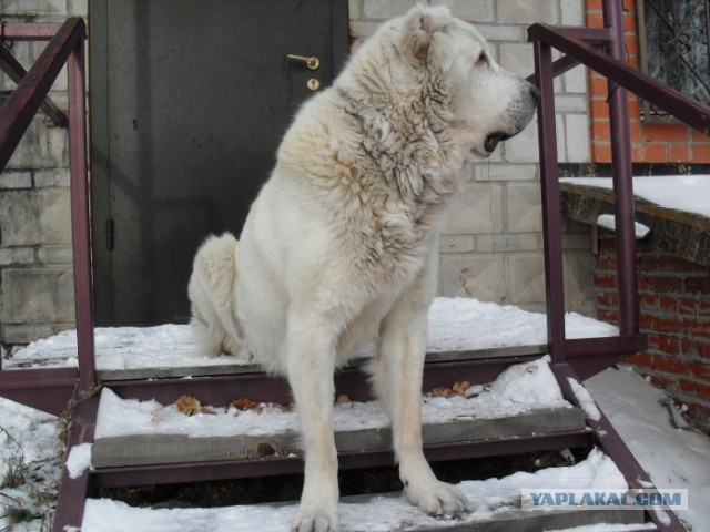 Алабай