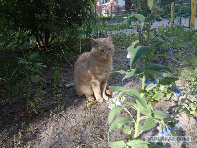 Котовторник 05.06.2018