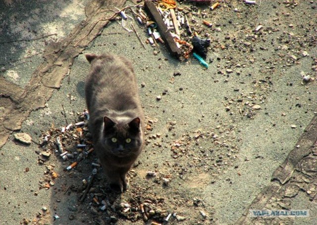 Котовторник на ЯПлакалъ (10.06.08), прикольные коты, добавляем свои!