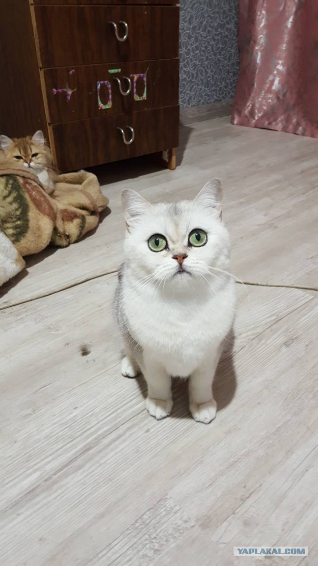 Котовторник же, уже!